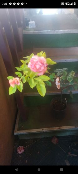 Rosal Rosa 1g