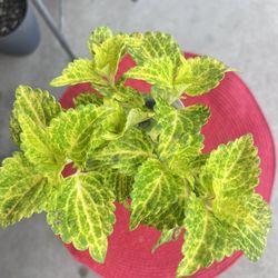 Electric Lime Coleus Plant