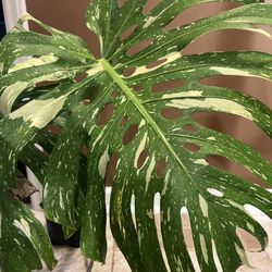 Variegated Monstera Thai Constellation 2 Leaf Plant Cutting