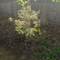 Sapling For Sale Pine