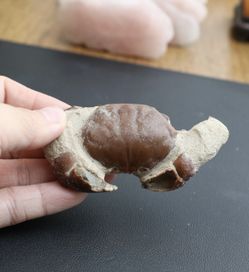 Rare 🦀 Fossil - great condition .