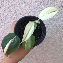 Beautiful Philodendron Rio Sport Plant 