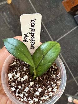 Hoya