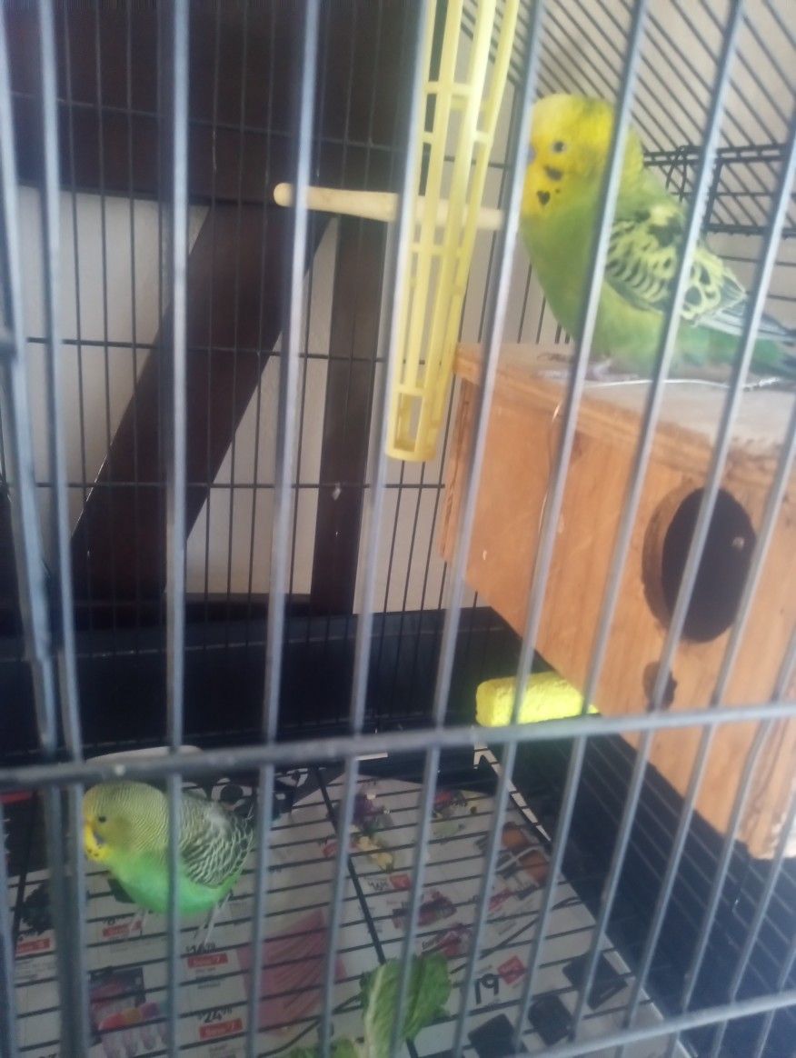 Bird Cage/Medium/Accessories 