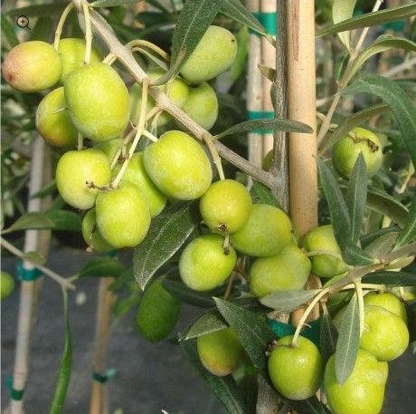 Olive Tree