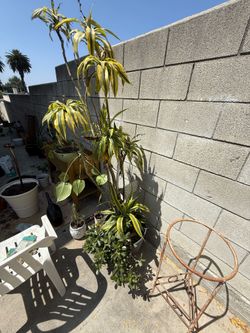 Plants and garden supplies OBO