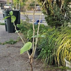 Trompeta De Angel Blanca