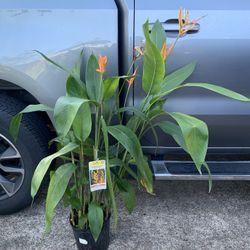 False Bird Of Paradise Plant 