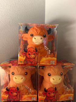 Highland cows