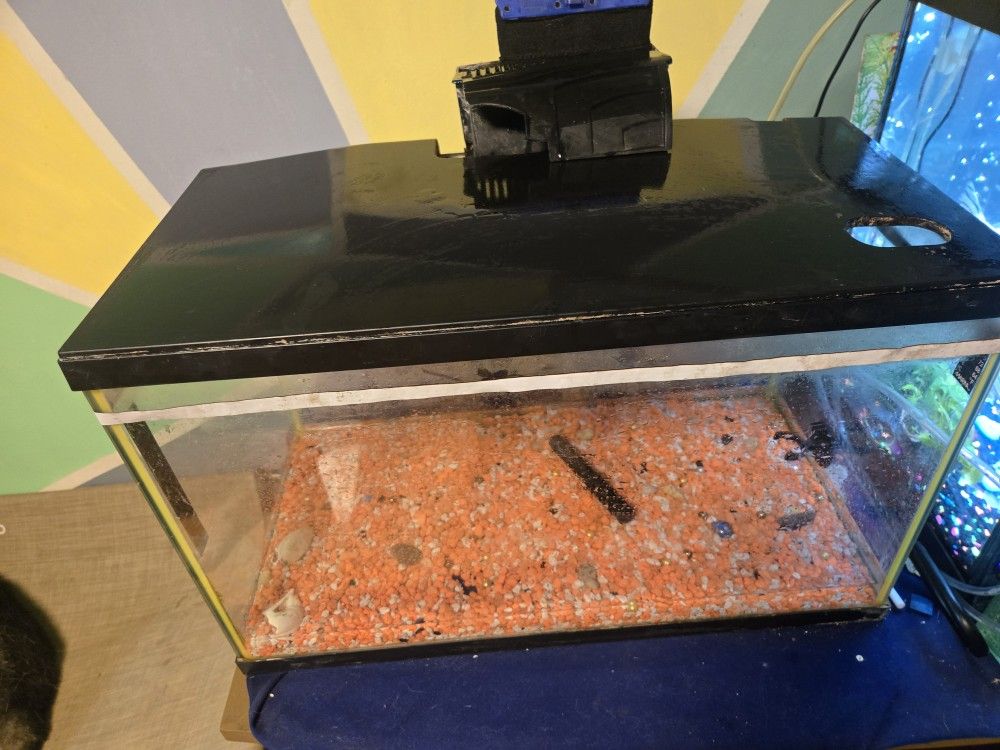 Fish Tank 10 Gallons, All You Need Is A Fish