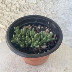 4  Inch Pot Succulent Plant Rare - Stomatium Mustelinum - Surface Covering - Rooted & Established Plant - Drought Resistant - 🪴