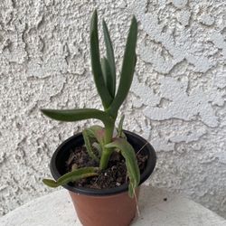 3 Inch Pot Succulent Plant - Ground Covering Succulent Plant - Carpobrotus - Ice Plant - Rooted & Established - Beautiful Flowers - 🪴- Drought Resist