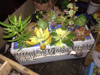 Succulent gardens