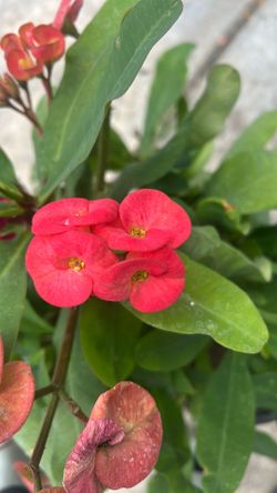 Corona de Cristo color orange/plant