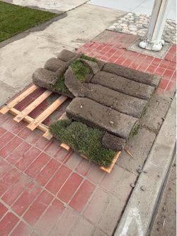 Free SOD
