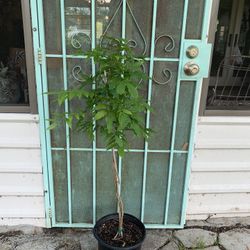 Wisteria vine Plant 