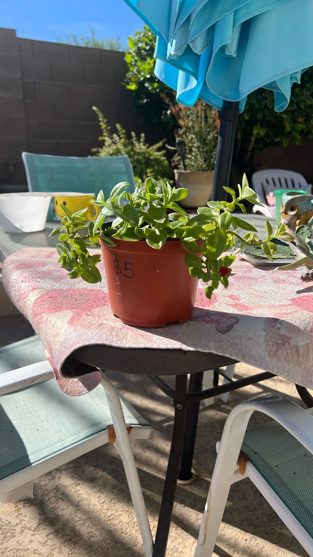 SUNNY. ROSE. FLOWERING PLANT