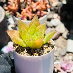 Rare succulent imported