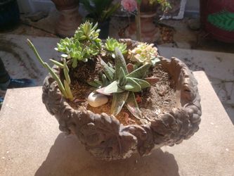 Plant