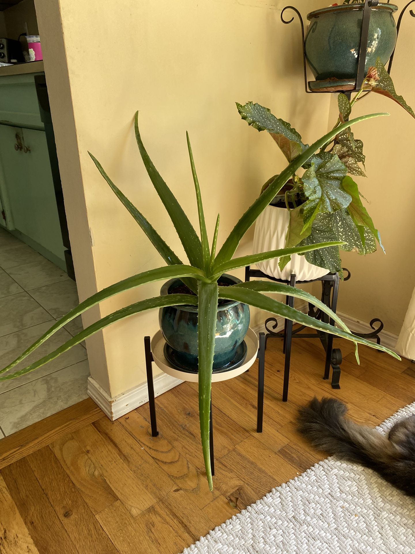 Aloe Vera Plant In Blue Pot