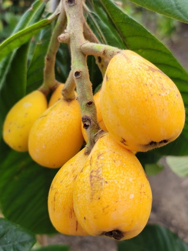 Huge Loquat Tree