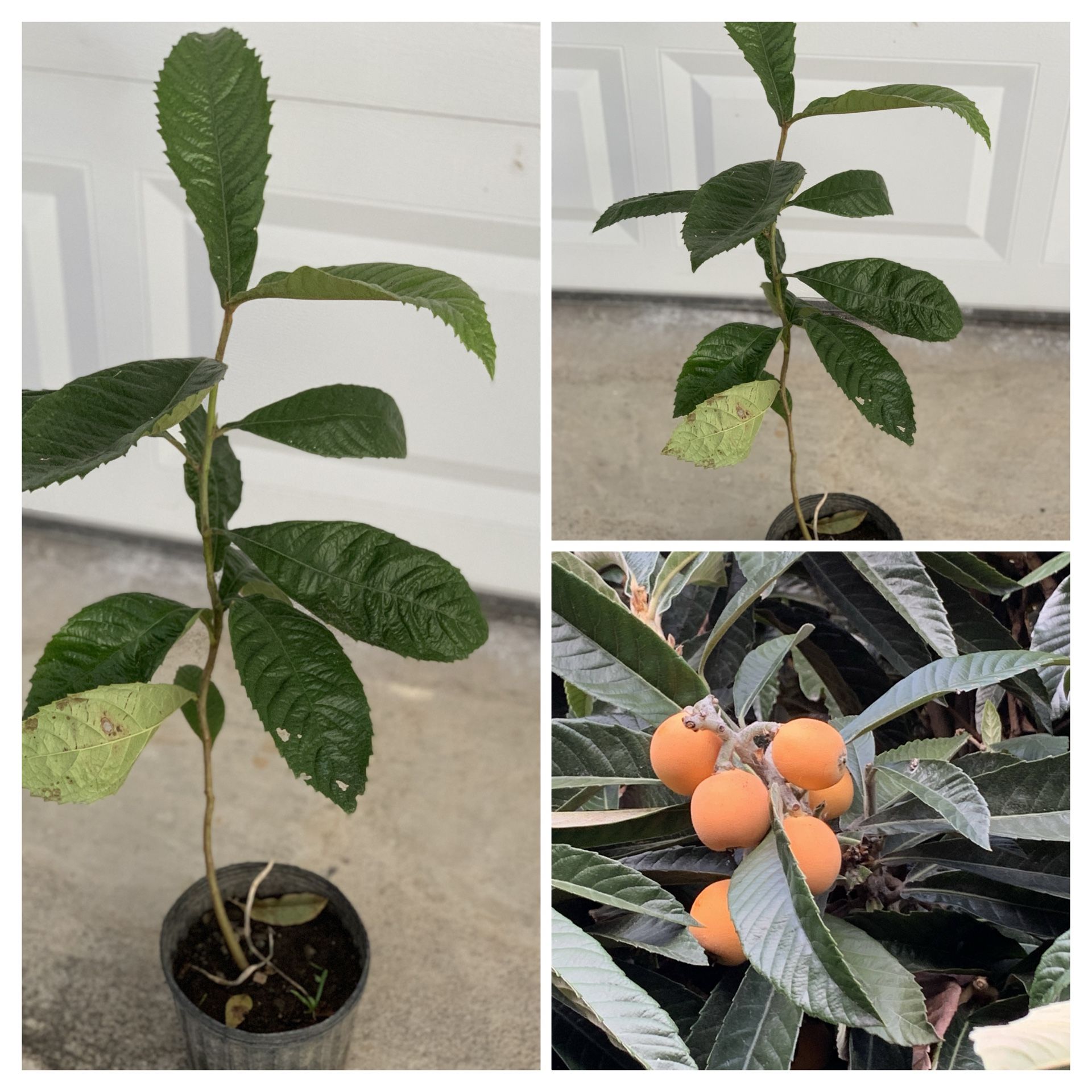 Sweet Loquat fruit tree Live Plant (枇杷) Nispero Pipa in 1 Gallon Pot