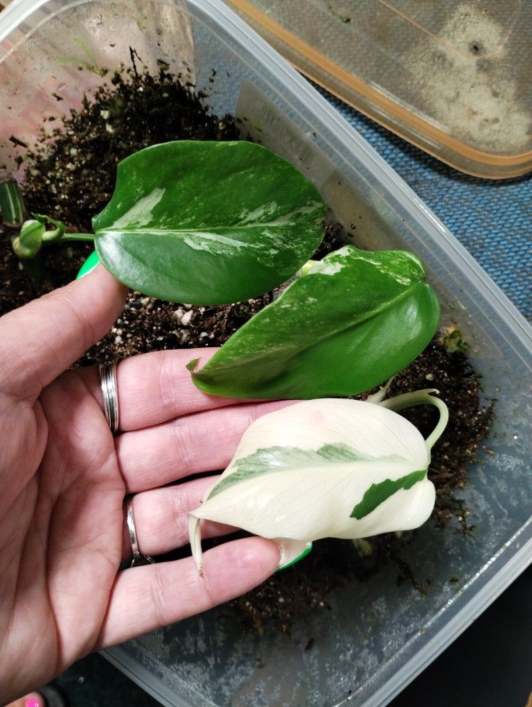 Monstera Albo With New Growth
