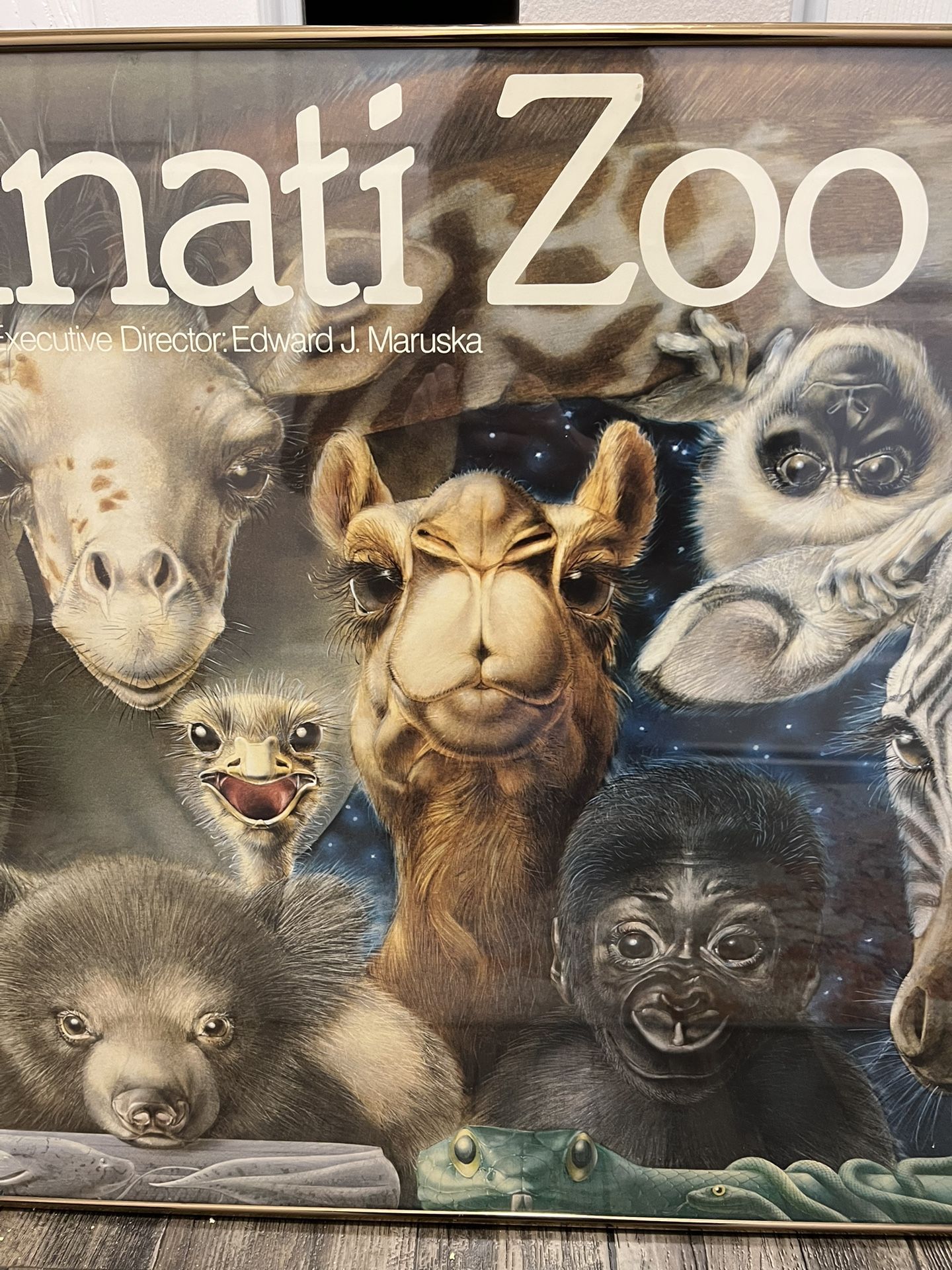 Cincinnati Zoo Babies Poster - Lou Specker for Sale in Chicago, IL