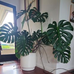 Large Monstera Philodendron Plant With Pot