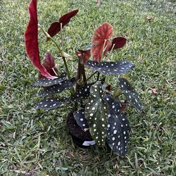 BEGONIA MACULATA ( 6” Pot) Exotic, Eye Catching