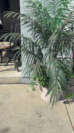 Plantita