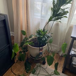 Houseplant