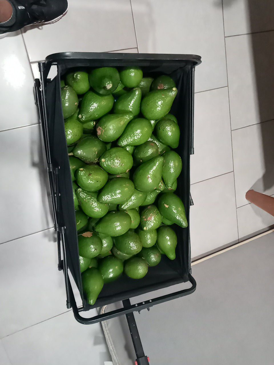 Avocados for sale 1$