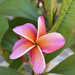15 Gallon Rainbow Lei Plumeria 