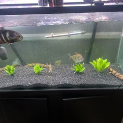 90 Gallon Fish Tank