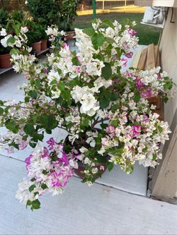 Boungainvillea 10 years old