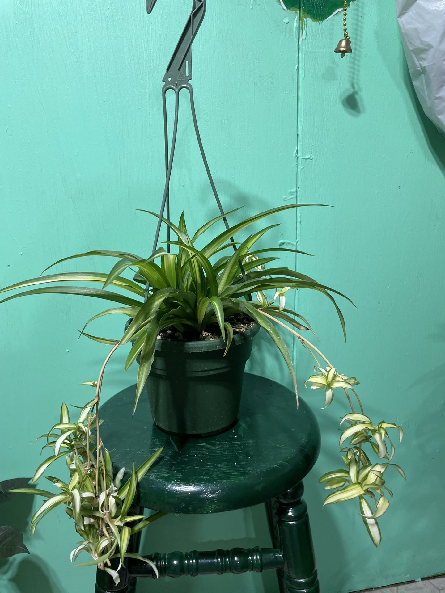 Spider π·οΈ Plant π±