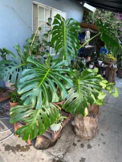 Monstera de hojas gigantes plants indoor