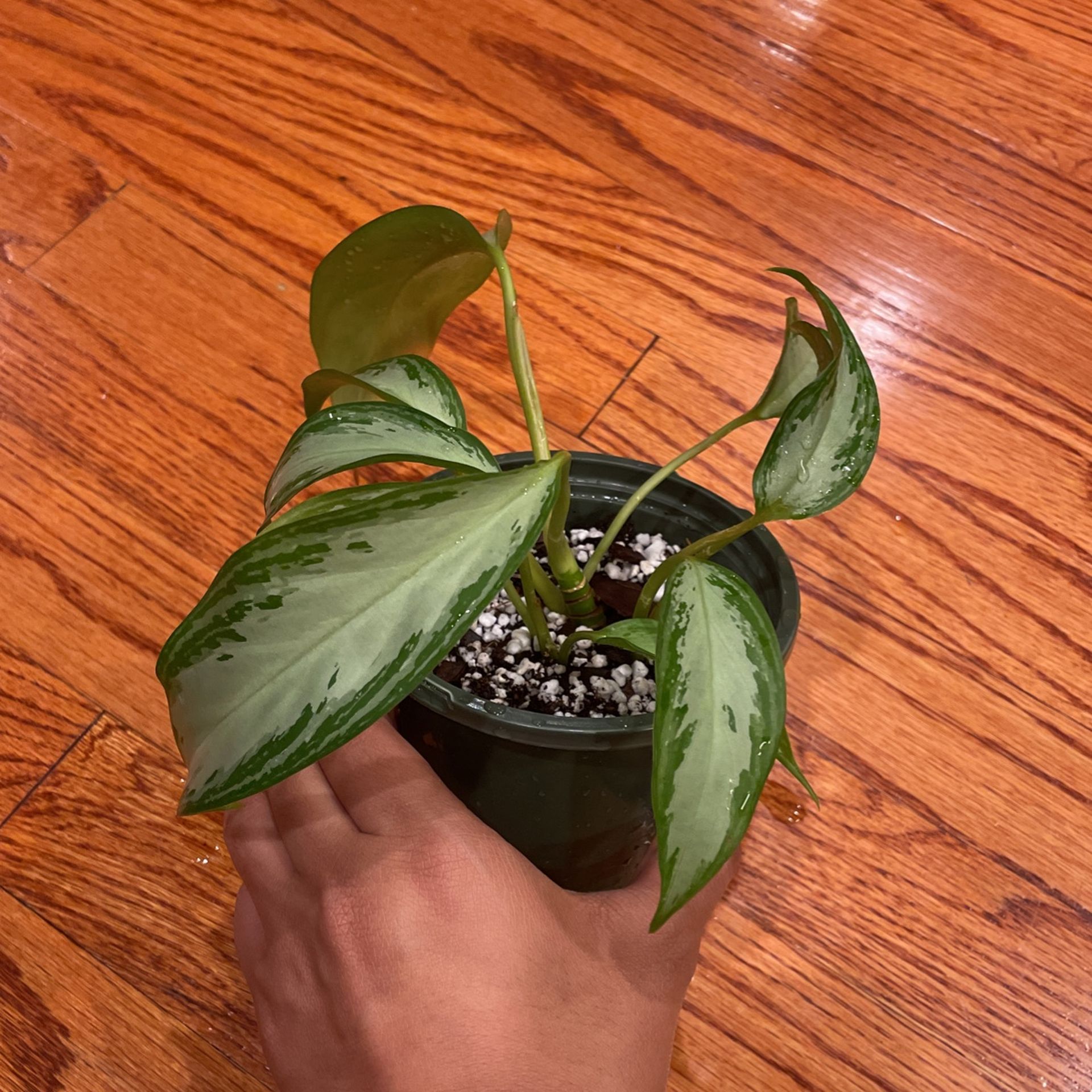 aglaonema silver bay plant