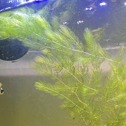 Hornwart Freshwater Plant