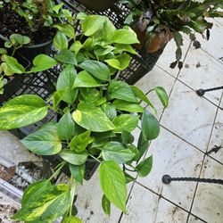 Golden  Pothos Plant