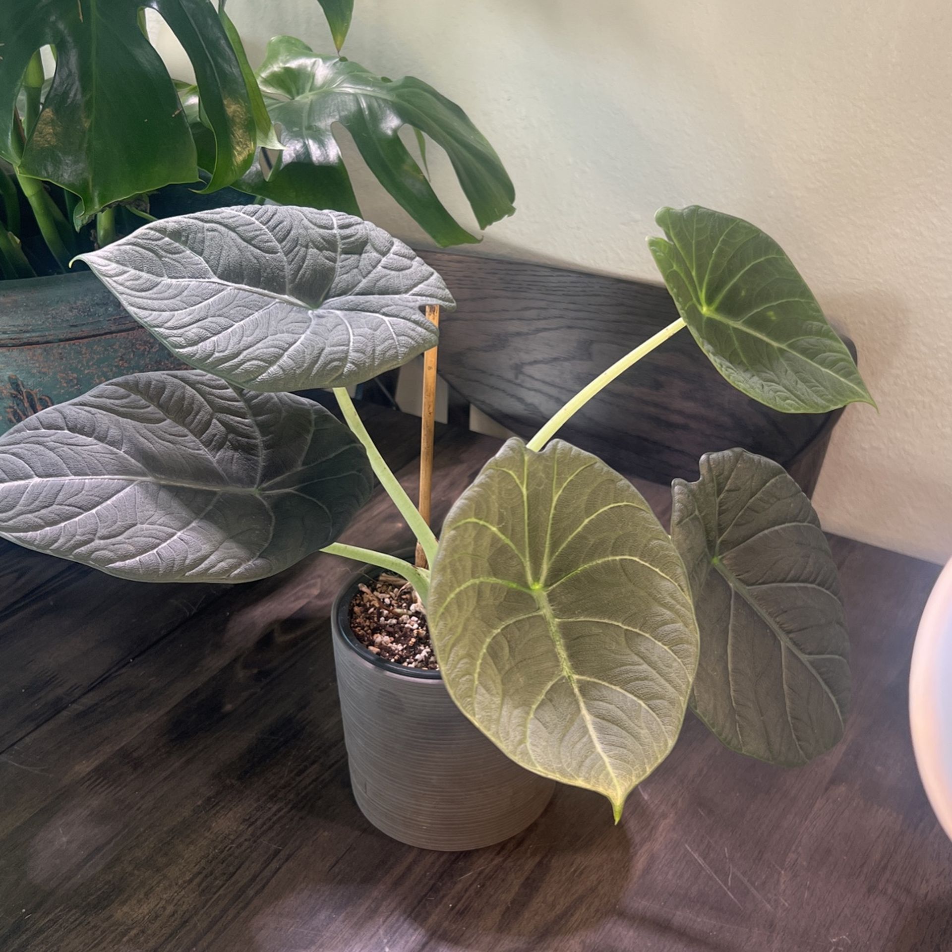 Alocasia Grey Dragon (Maharani)