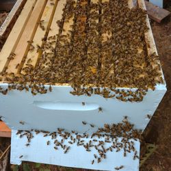 Bees Nuc & Honey 2025