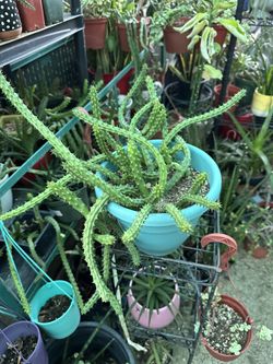 Huernia Ojo de dragón 