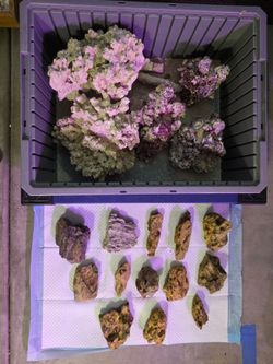Aquarium Rocks and Sands