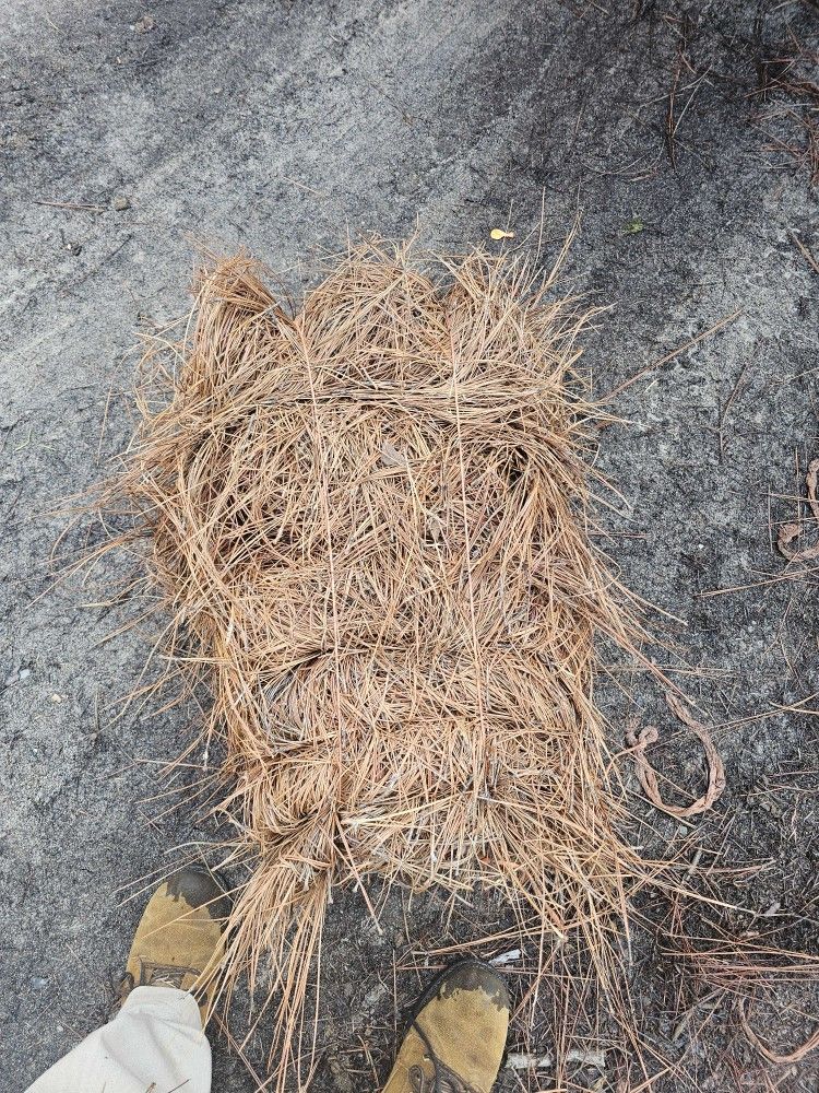 Fresh Long Needle Pine Straw