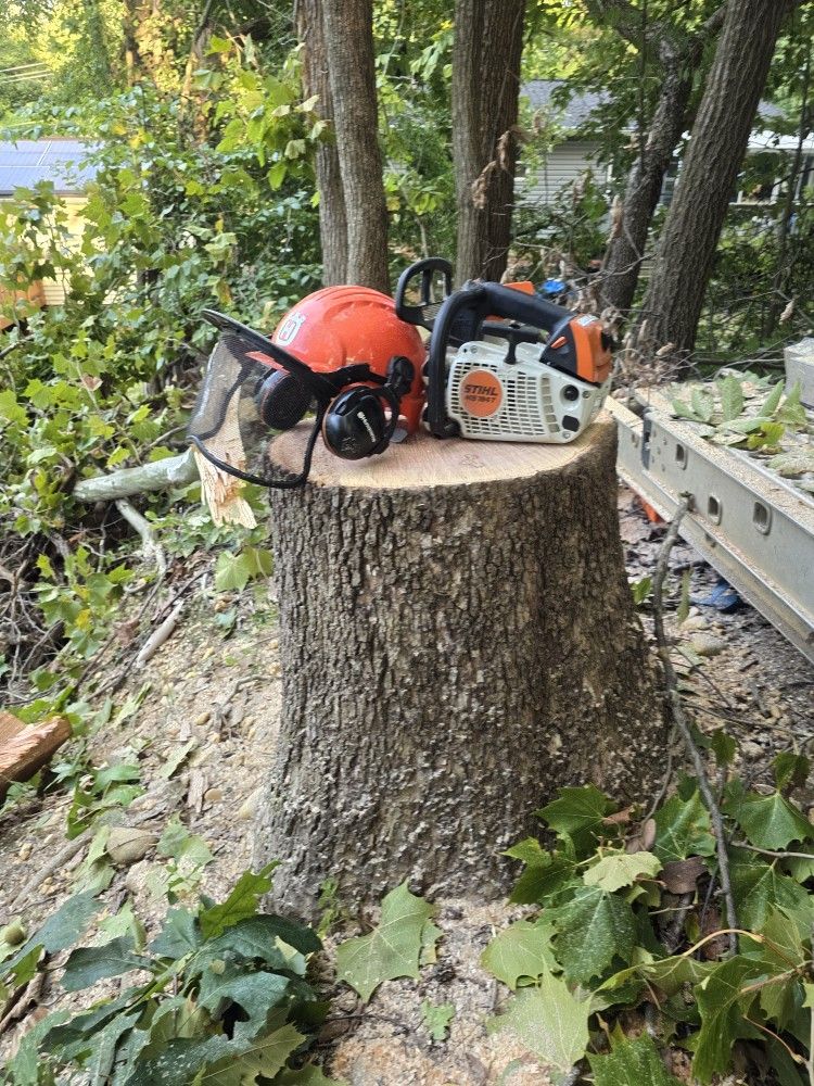 Clean Leaves. Cut Tree