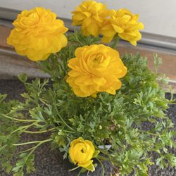 RANUNCULUS OUTDOOR PLANT, In 1 Gallon Pot Pick Up Only 