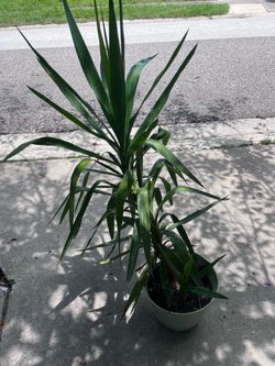 Yucca plant