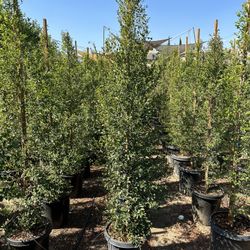 Eugenia Privacy Hedge